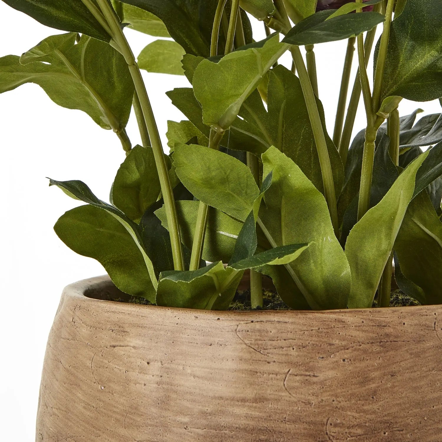 Deep Plum Hellebore Plant In Taupe Pot Makur Interior
