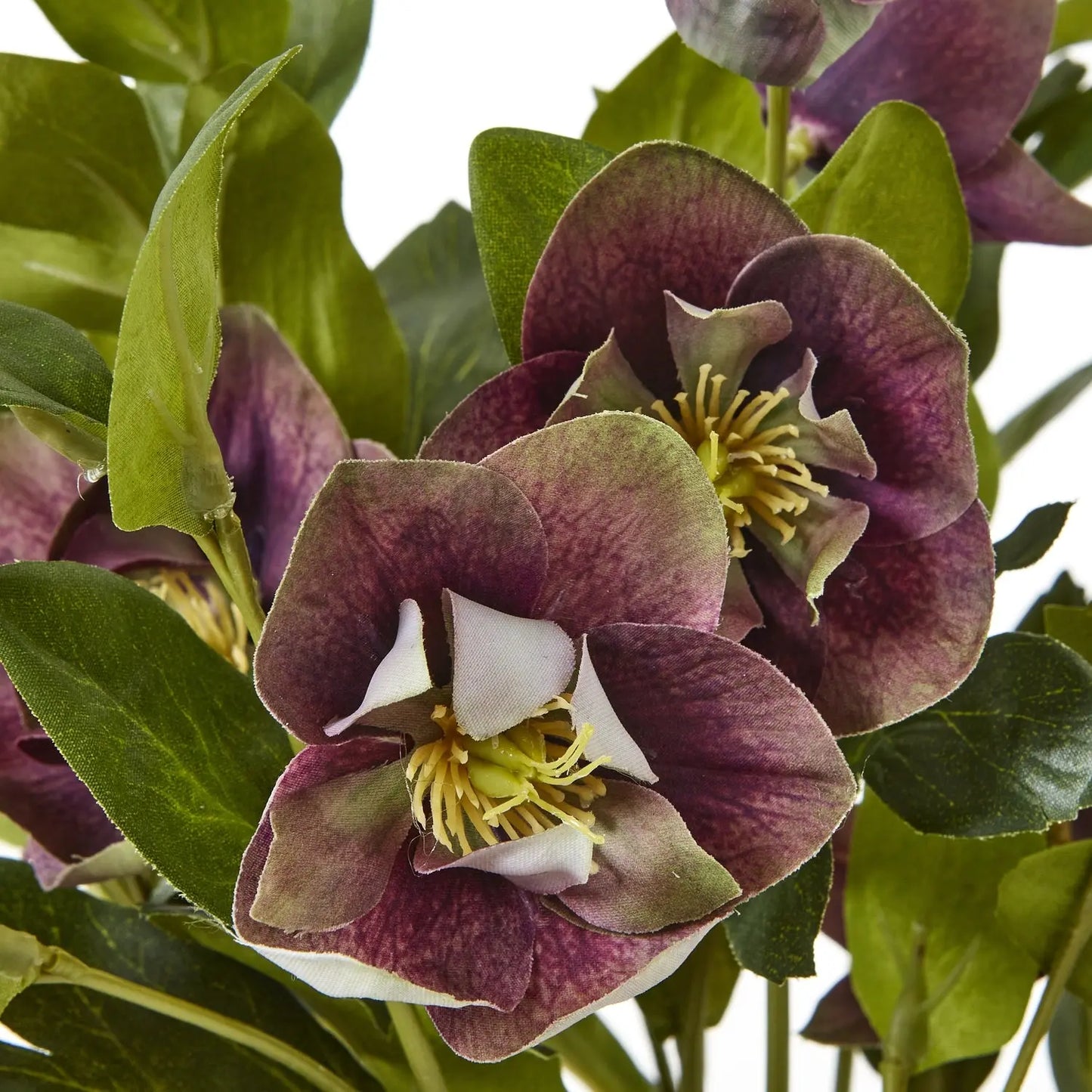 Deep Plum Hellebore Plant In Taupe Pot Makur Interior