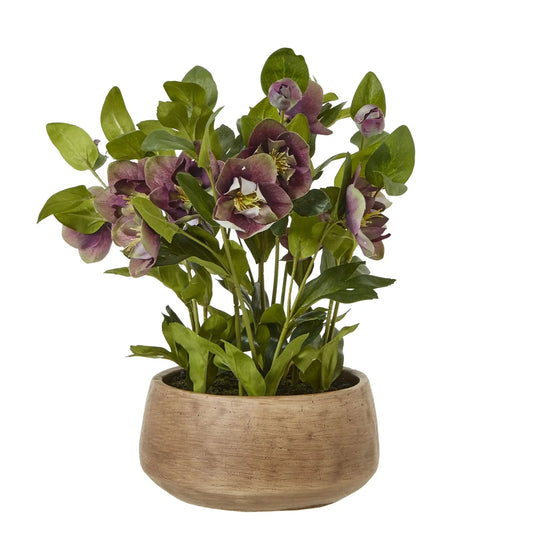 Deep Plum Hellebore Plant In Taupe Pot Makur Interior