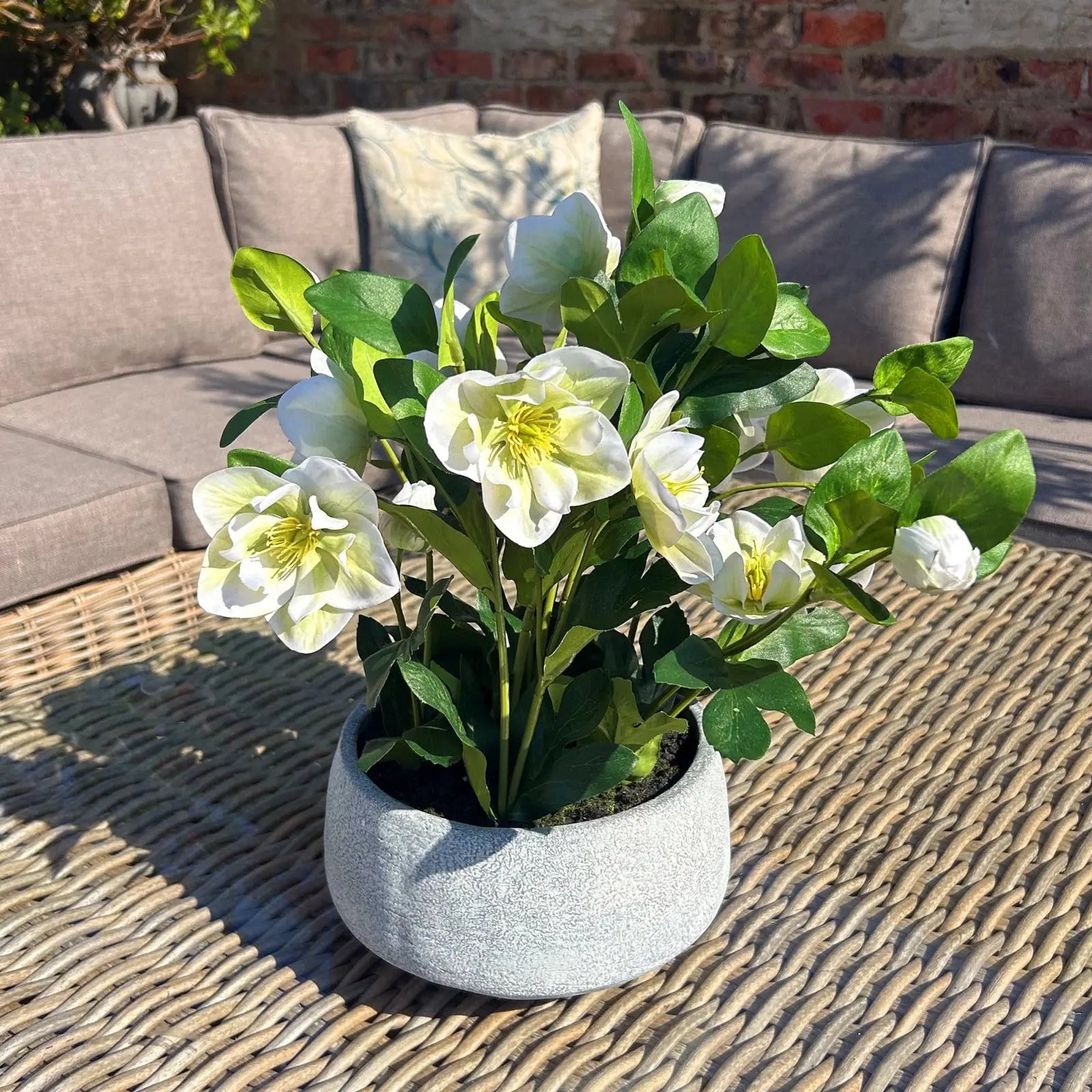 White Hellebore Plant In Grey Pot Makur Interior