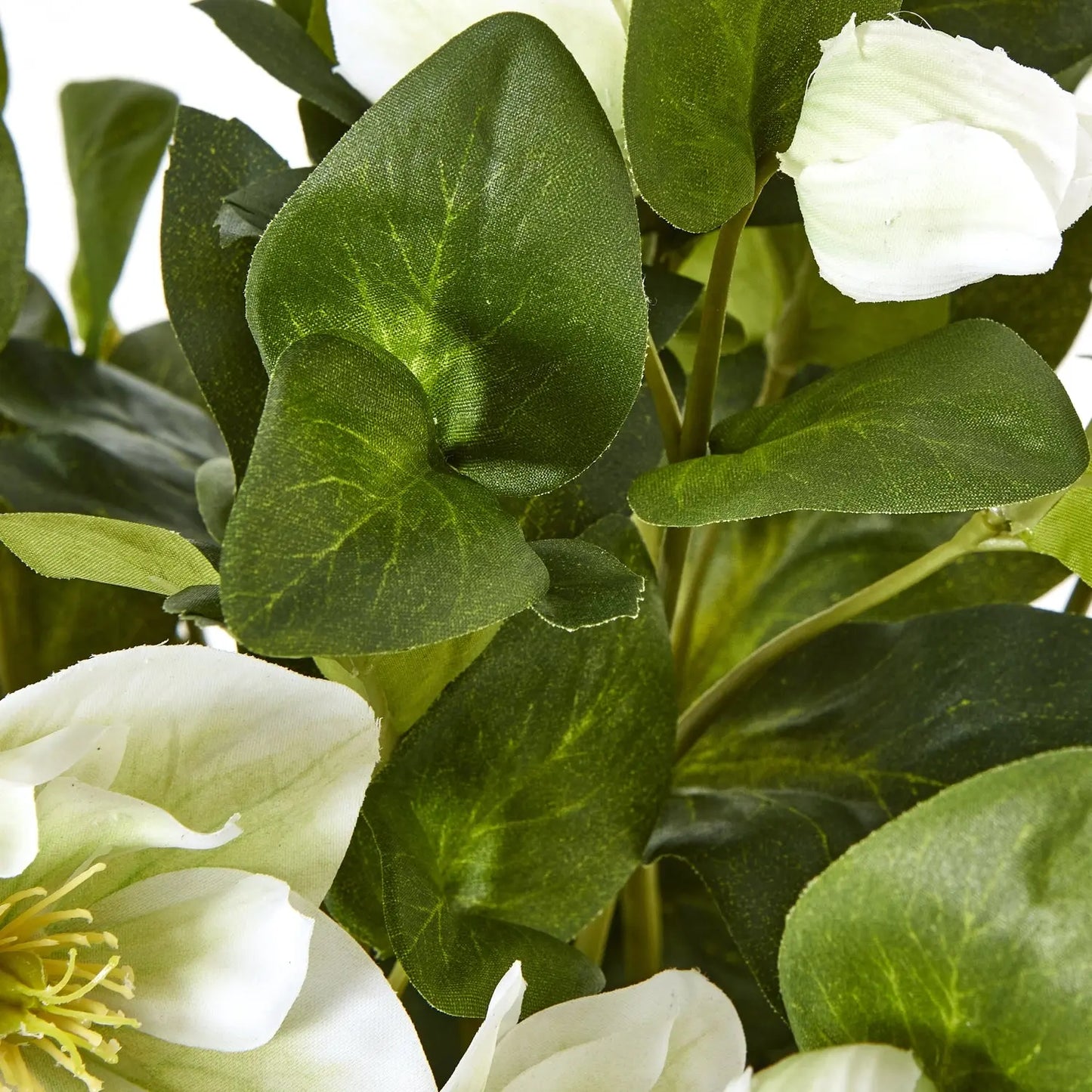 White Hellebore Plant In Grey Pot Makur Interior