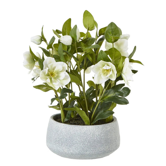 White Hellebore Plant In Grey Pot Makur Interior