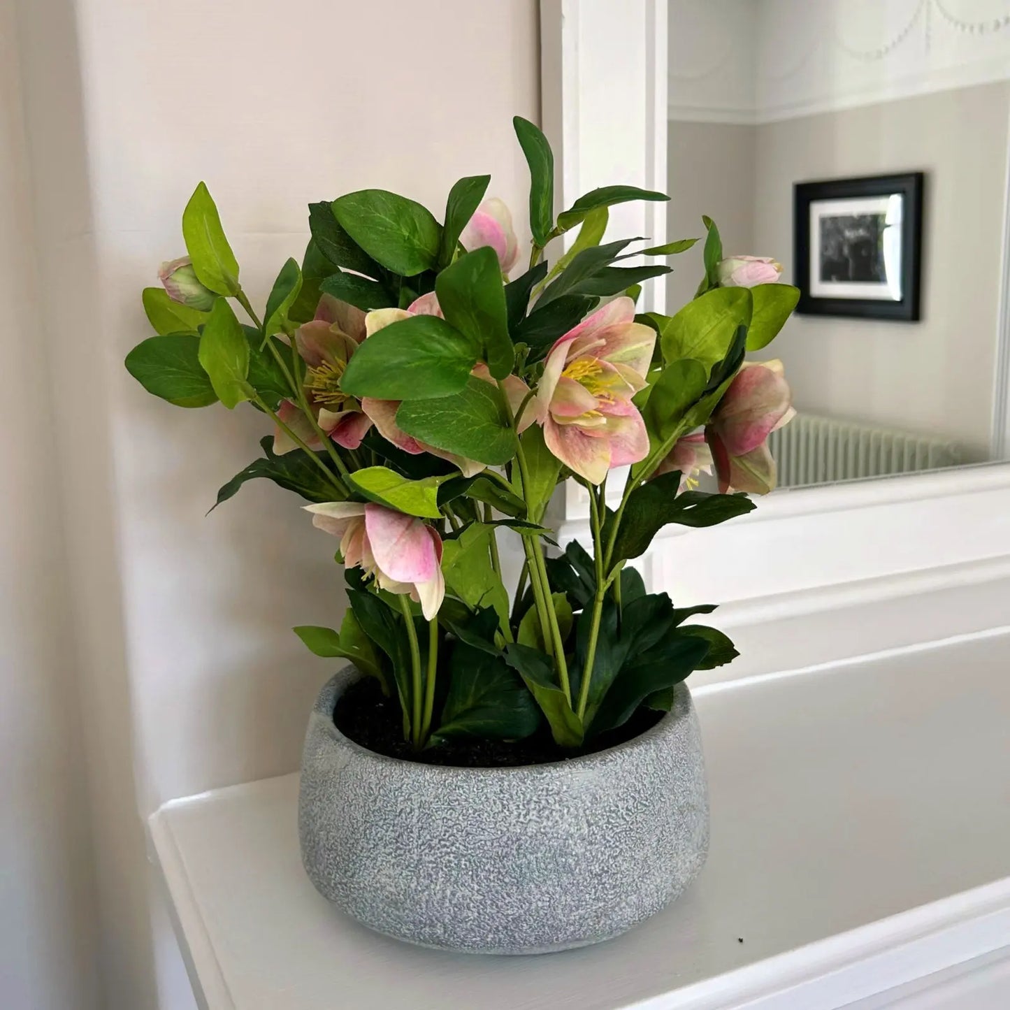 Variegated Pink Hellebore Plant In Grey Pot Makur Interior