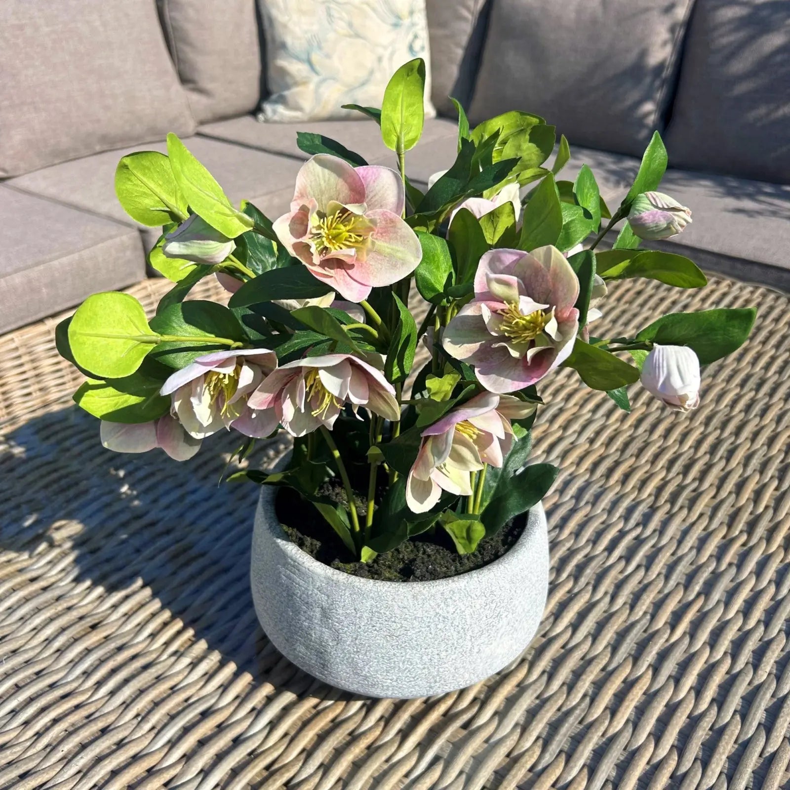 Variegated Pink Hellebore Plant In Grey Pot Makur Interior