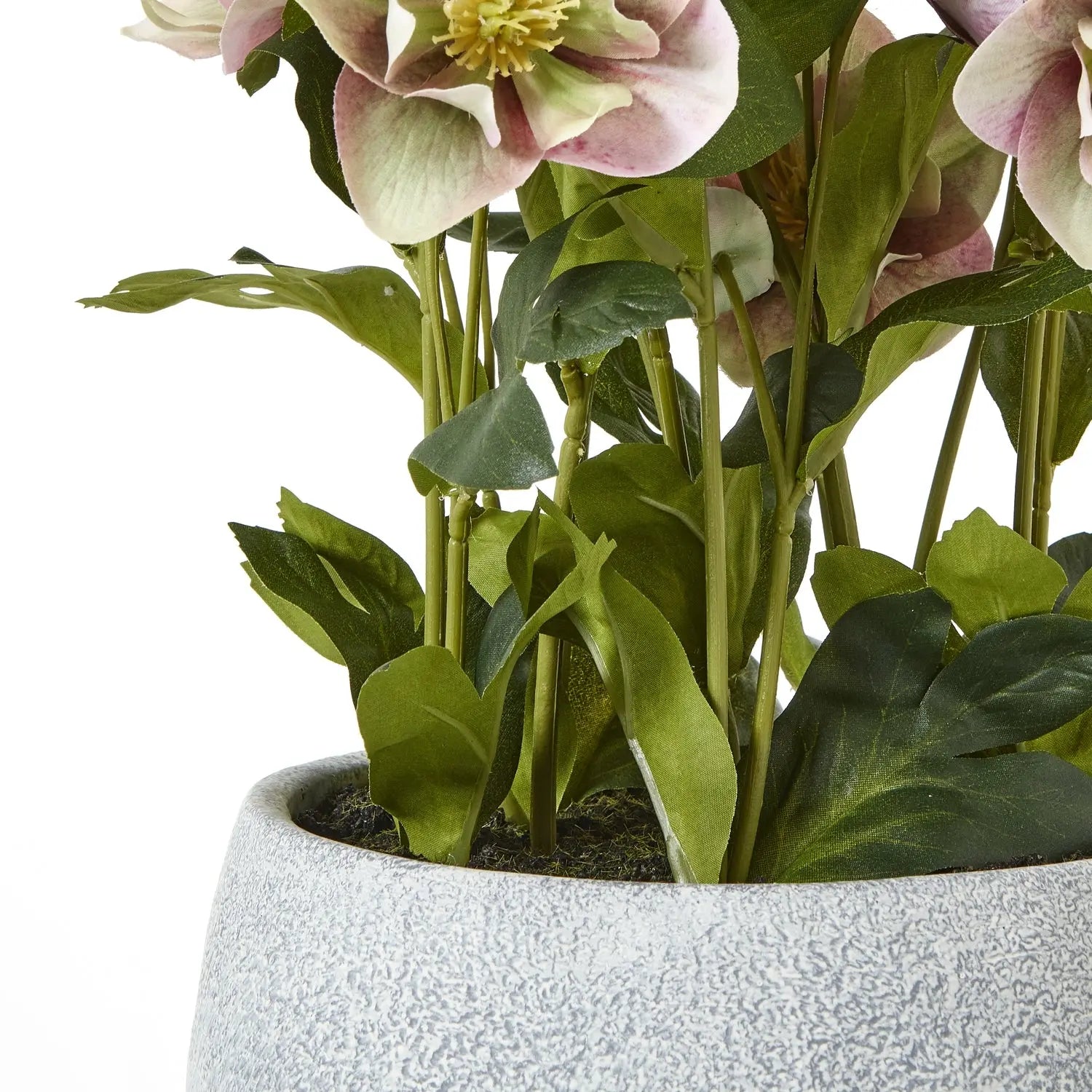 Variegated Pink Hellebore Plant In Grey Pot Makur Interior