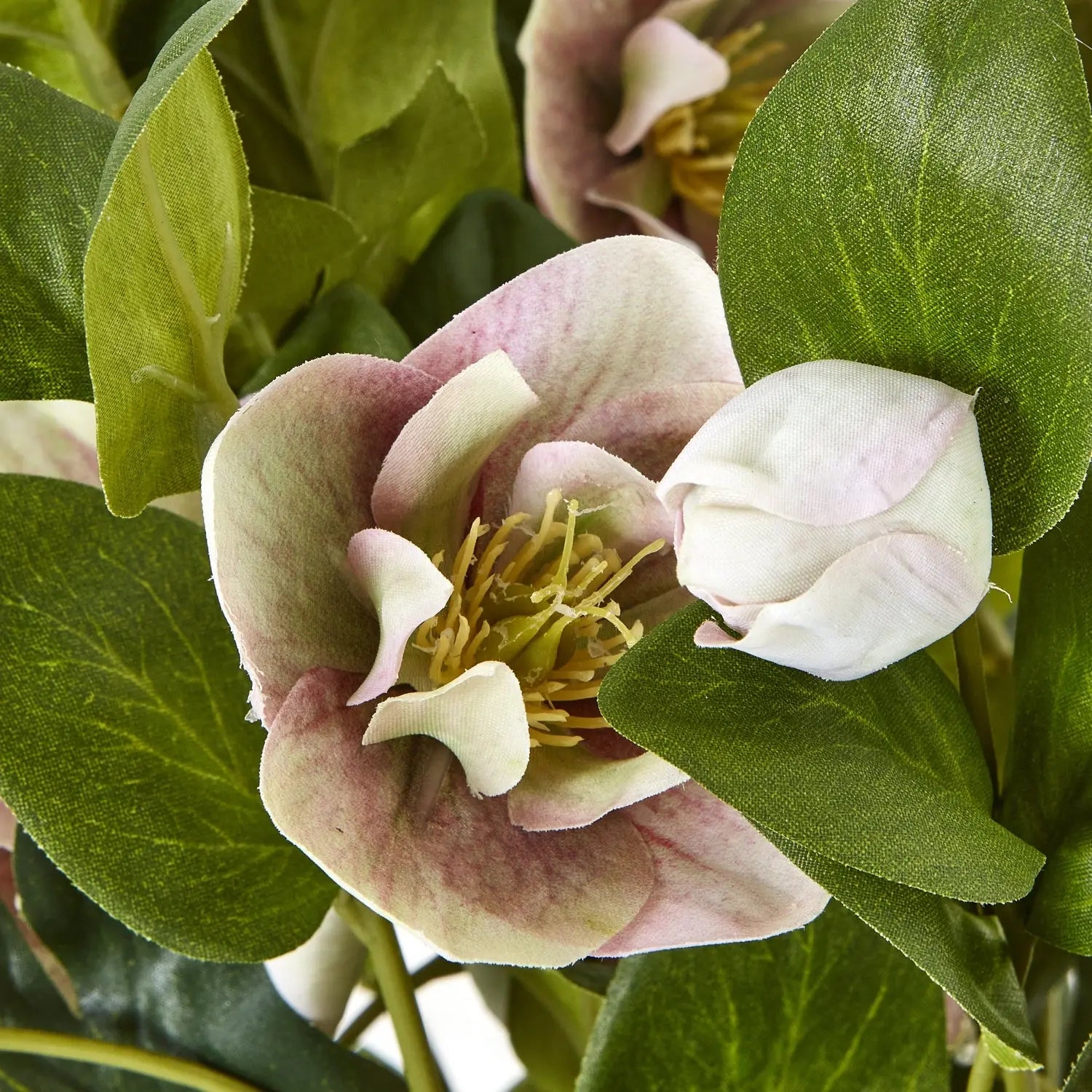 Variegated Pink Hellebore Plant In Grey Pot Makur Interior