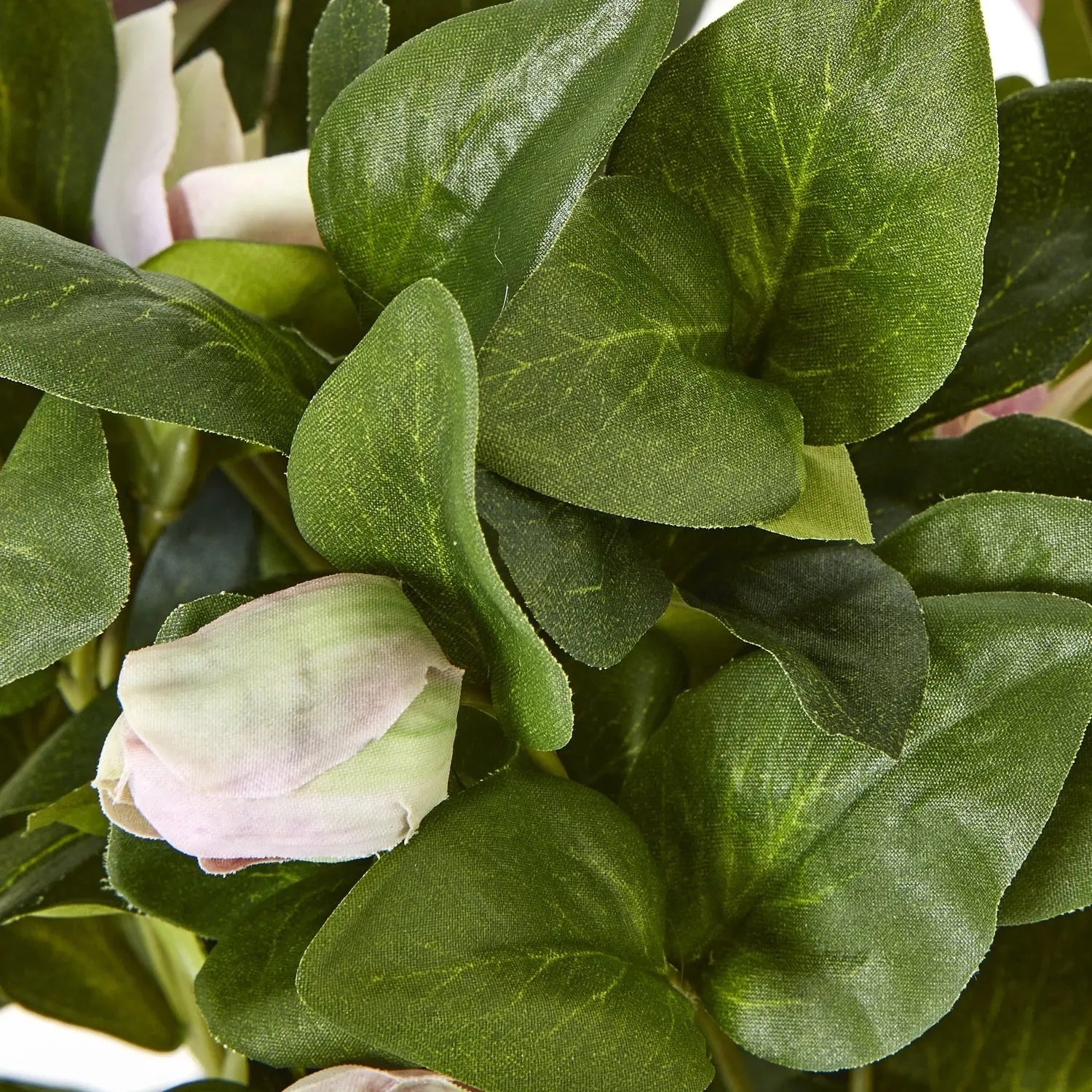Variegated Pink Hellebore Plant In Grey Pot Makur Interior