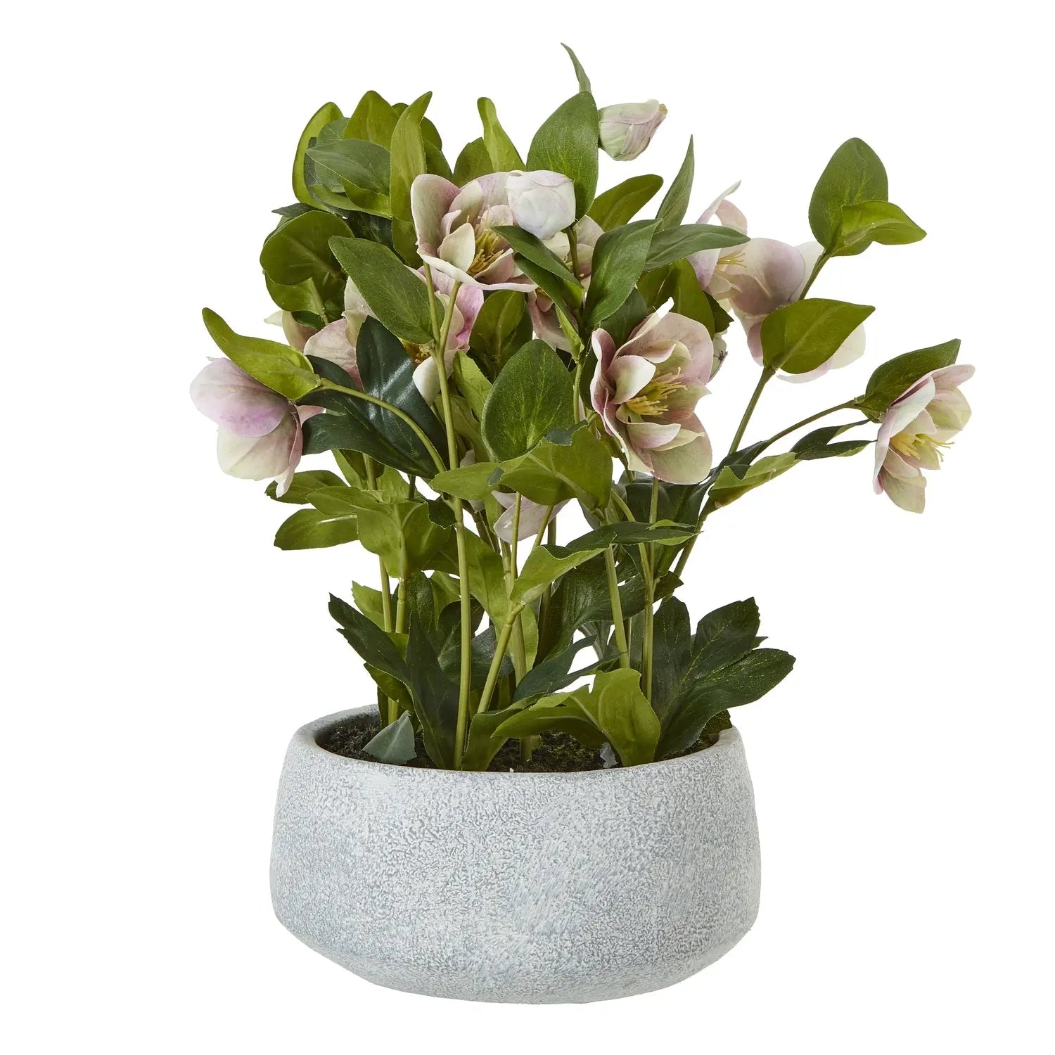 Variegated Pink Hellebore Plant In Grey Pot Makur Interior