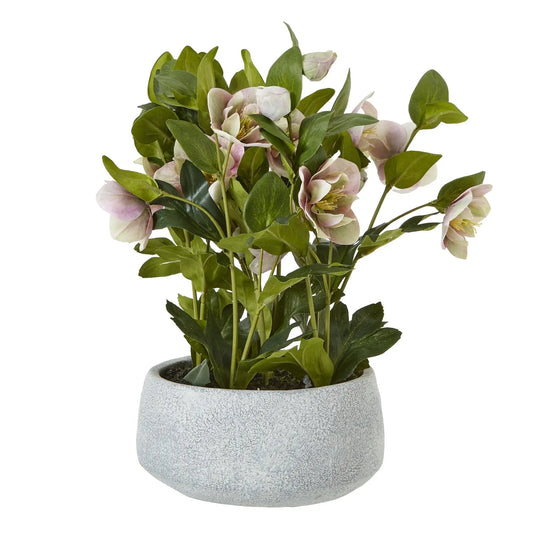 Variegated Pink Hellebore Plant In Grey Pot Makur Interior