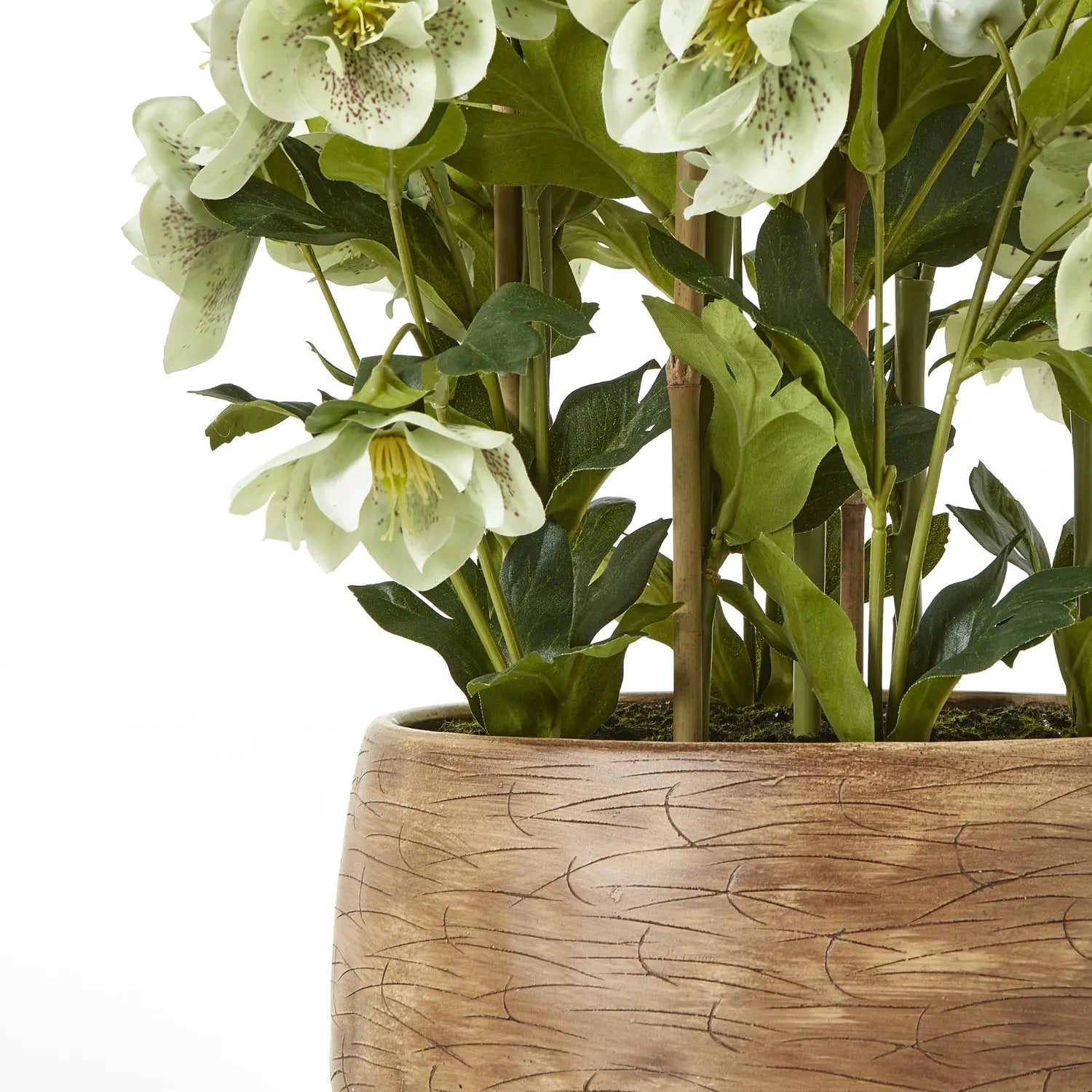 Large Green Hellebore in Taupe Pot Makur Interior