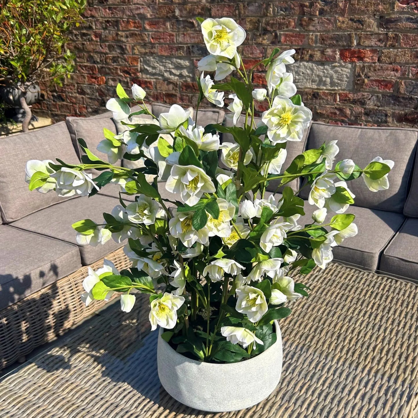Large White Hellebore In Grey Pot Makur Interior