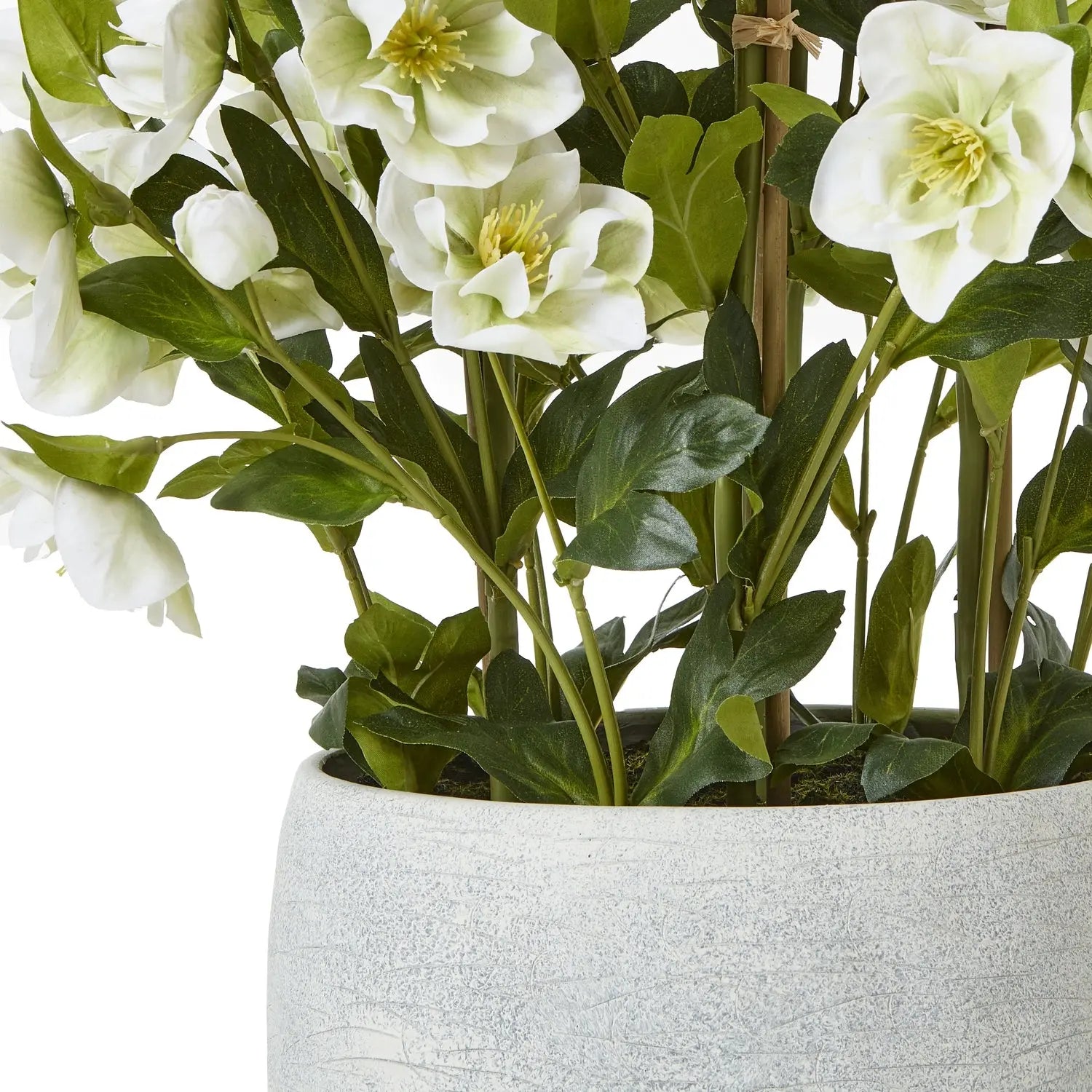 Large White Hellebore In Grey Pot Makur Interior