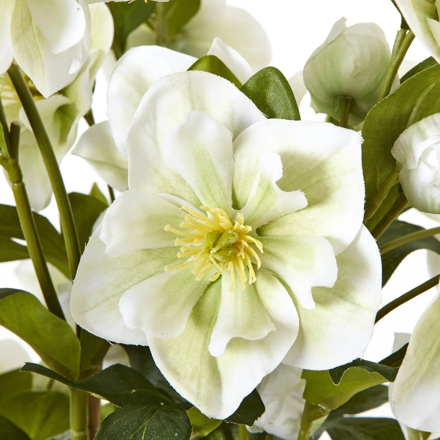 Large White Hellebore In Grey Pot Makur Interior