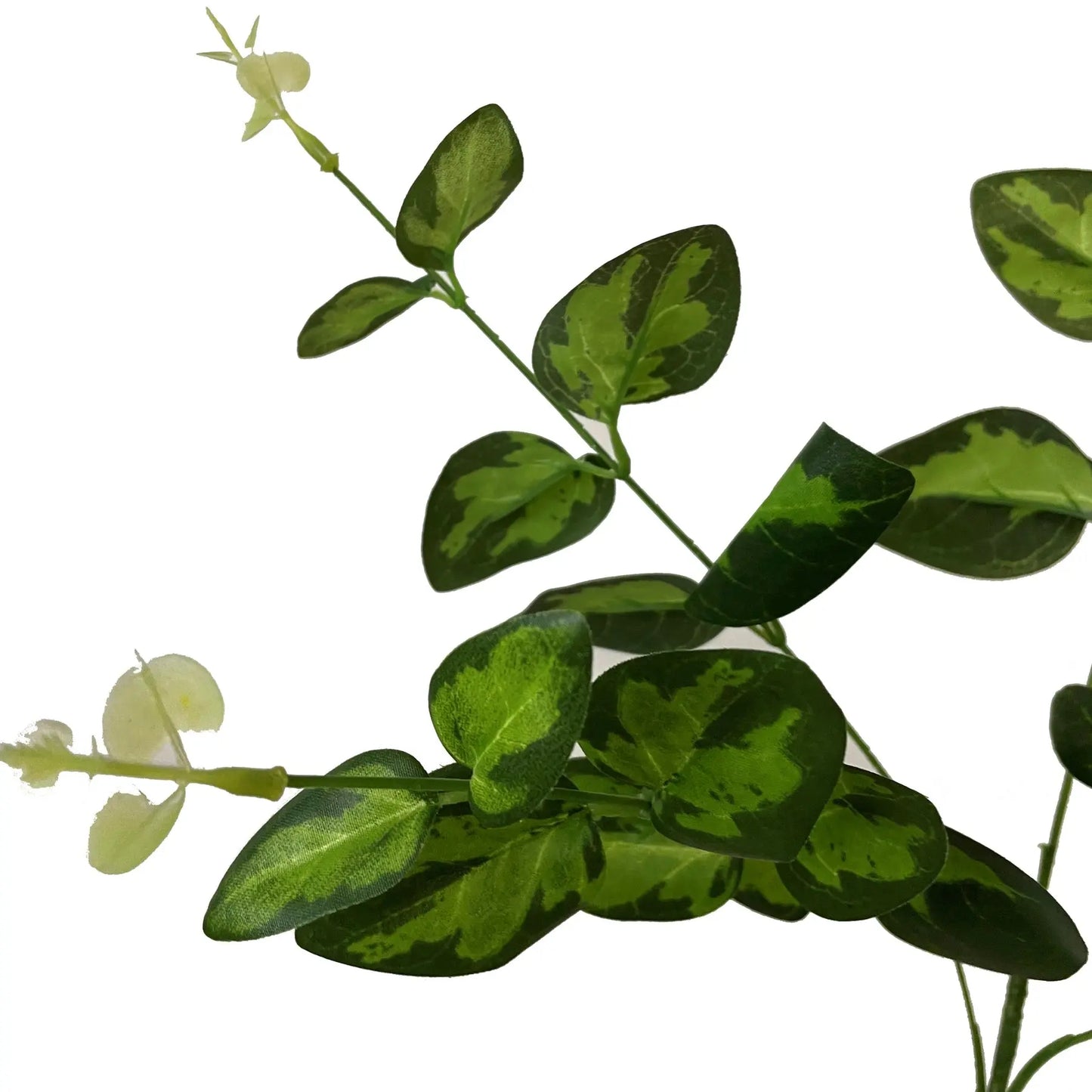 Variegated Leaf Spray Makur Interior