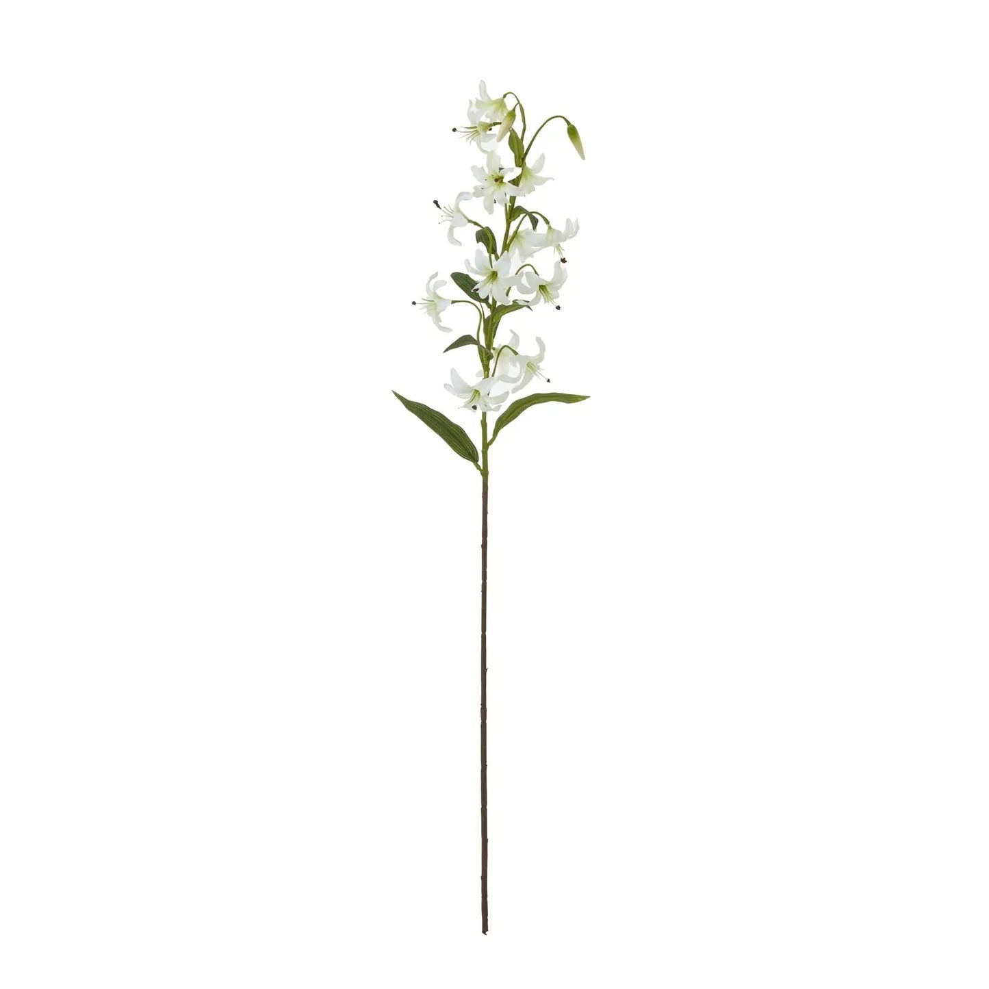 Turks Cap Green Lily Spray Makur Interior