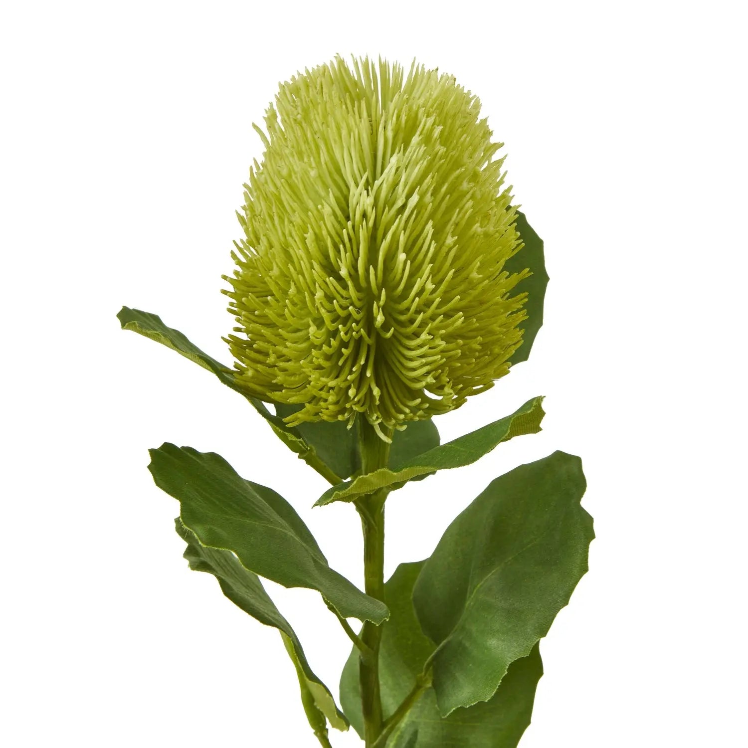 Green Banksia Stem Makur Interior