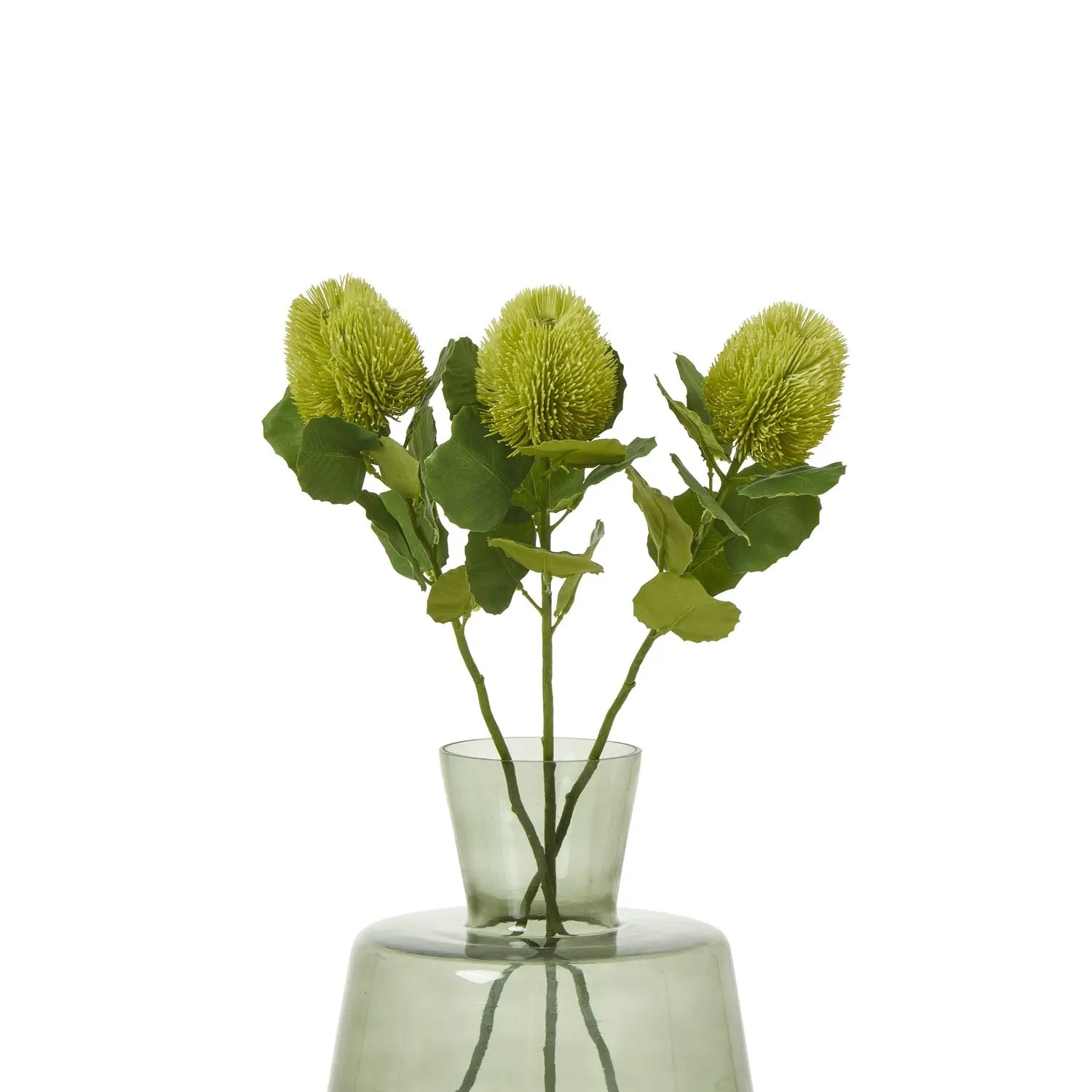 Green Banksia Stem Makur Interior