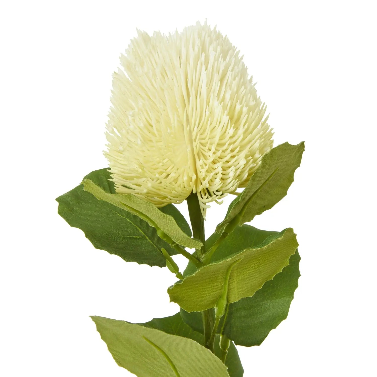 Cream Banksia Stem Makur Interior