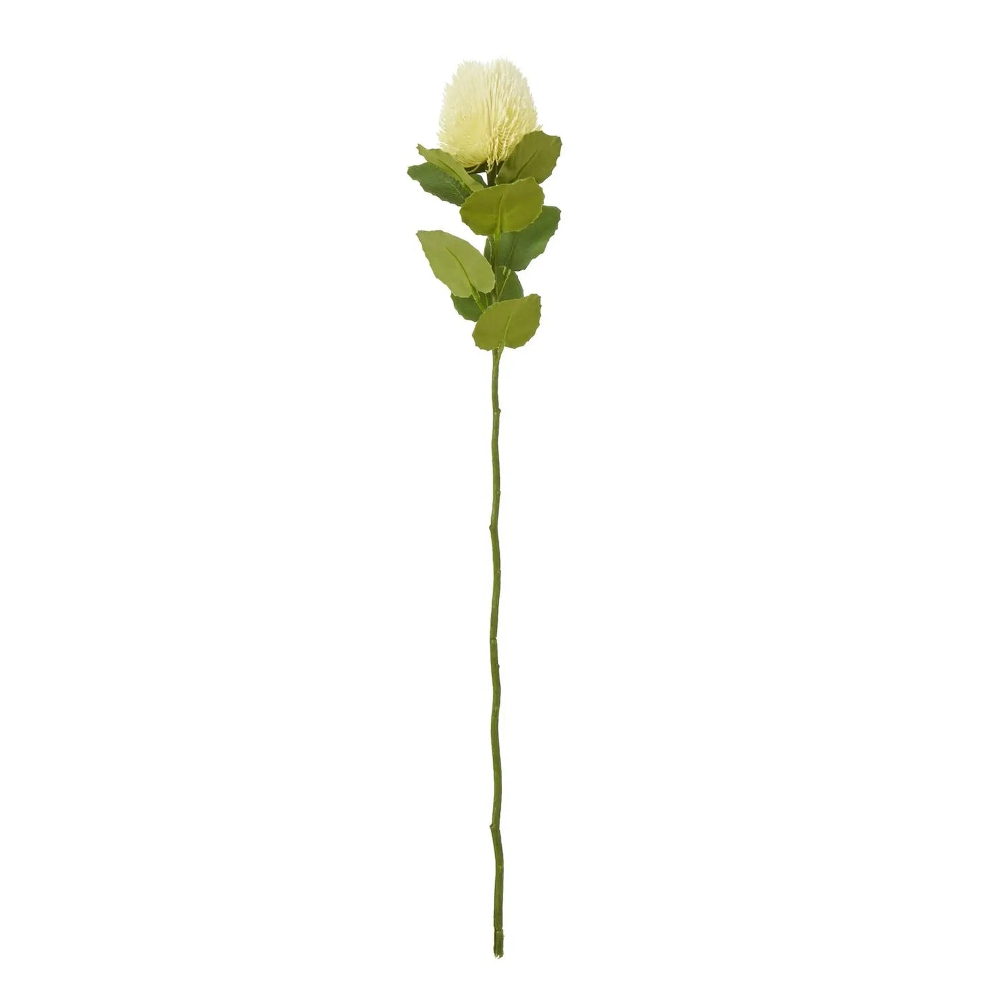 Cream Banksia Stem Makur Interior