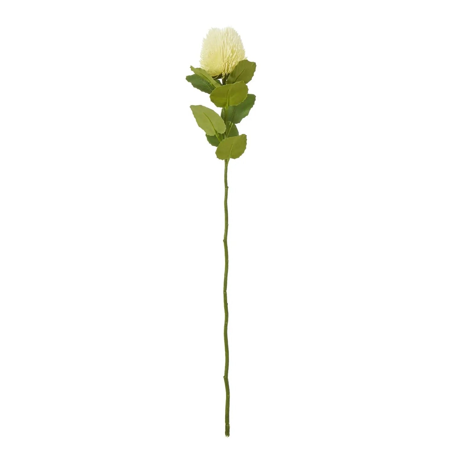 Cream Banksia Stem Makur Interior