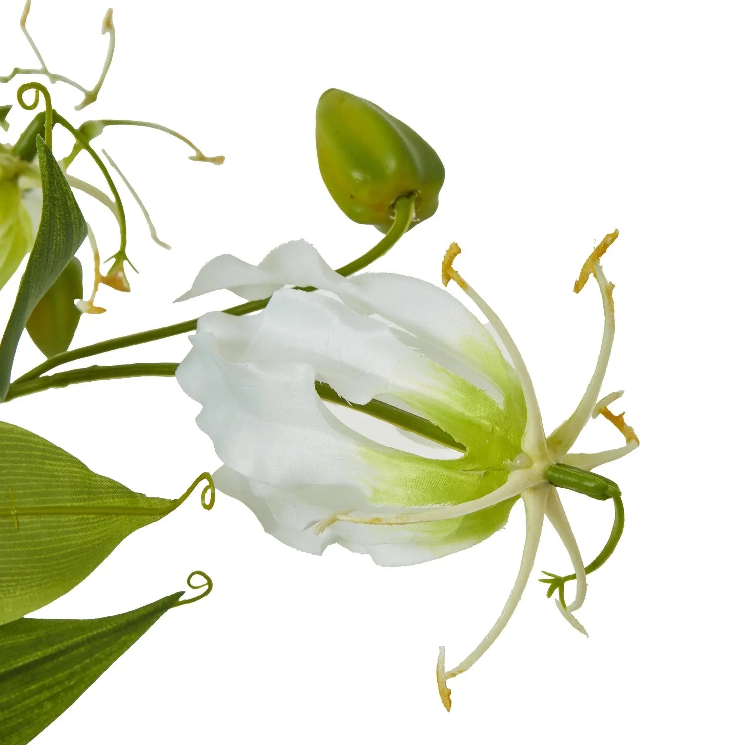 Cream Gloriosa Spray Makur Interior