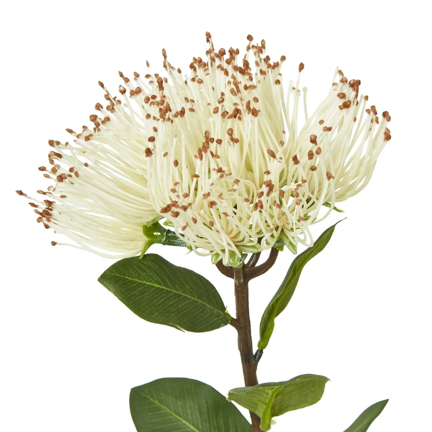 Cream Protea Nitida Stem Makur Interior