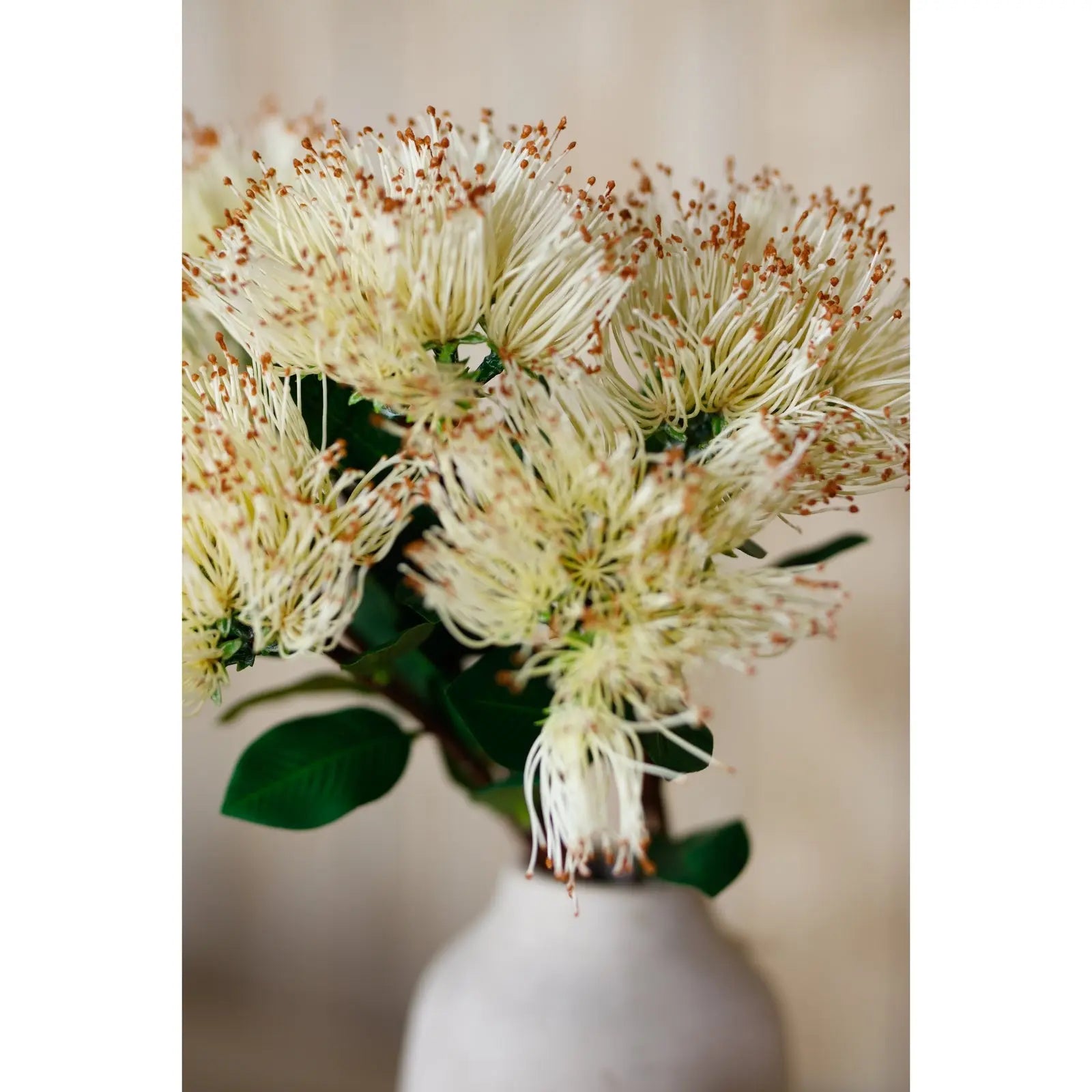 Cream Protea Nitida Stem Makur Interior