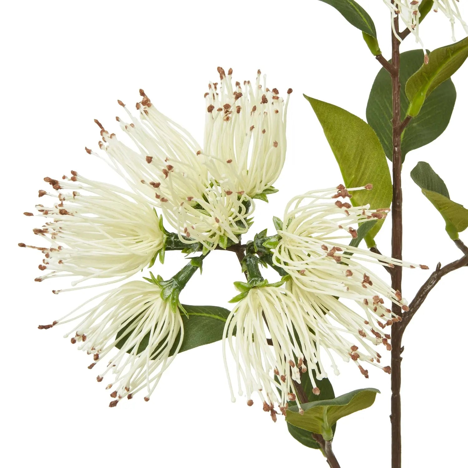 Cream Protea Nitida Spray Makur Interior