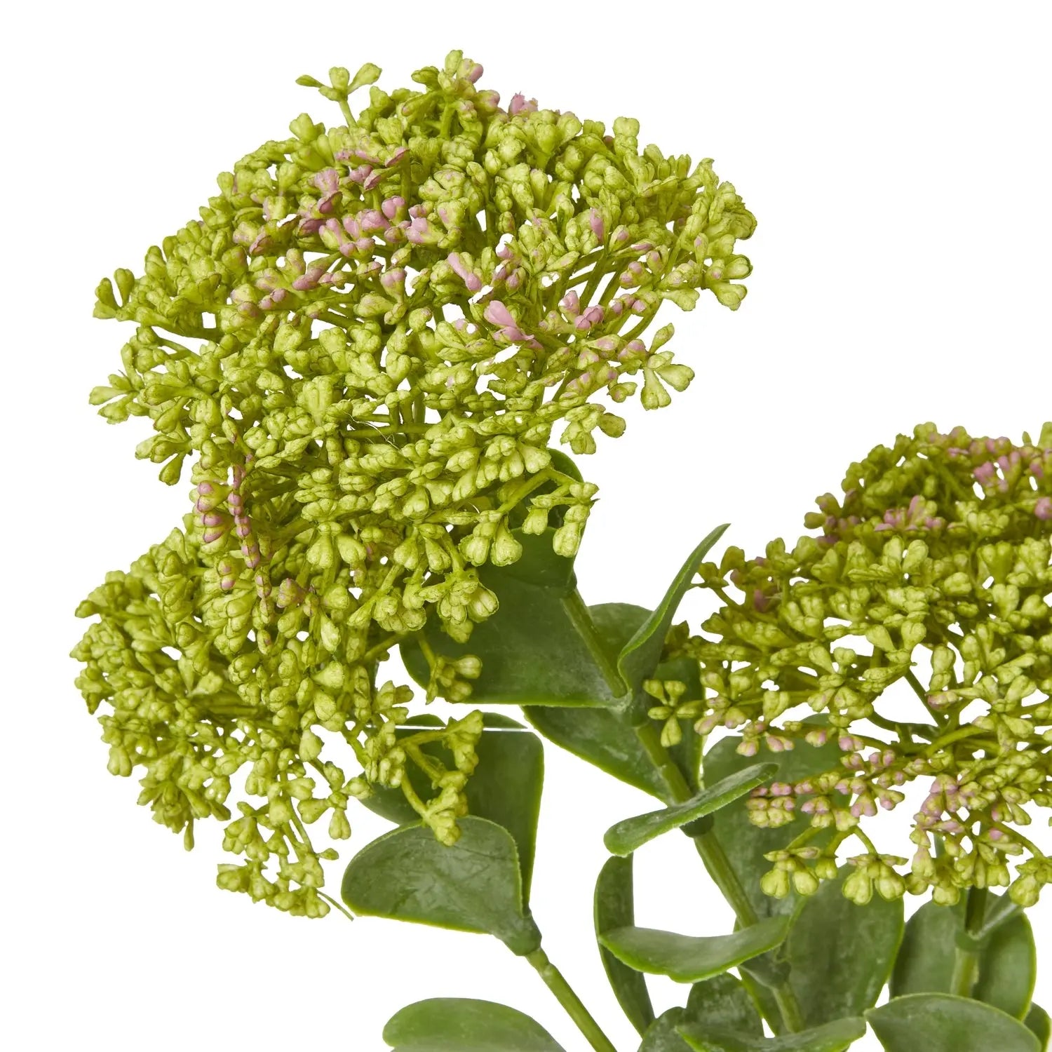 Green Sedum Spray Makur Interior
