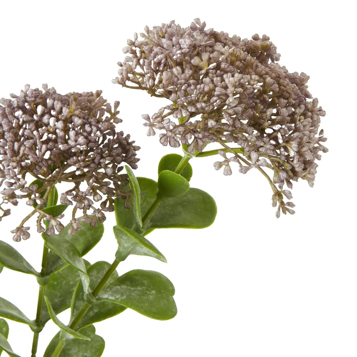 Purple Sedum Spray Makur Interior