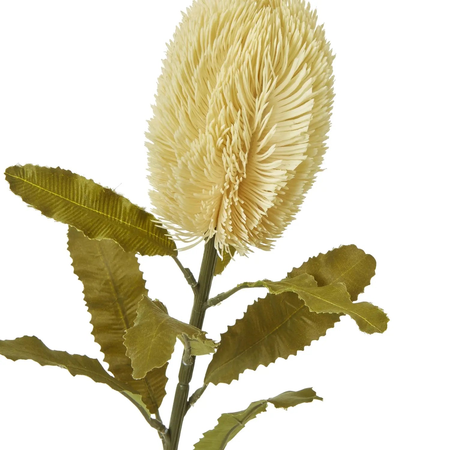 Large Cream Banksia Serrata Stem Makur Interior