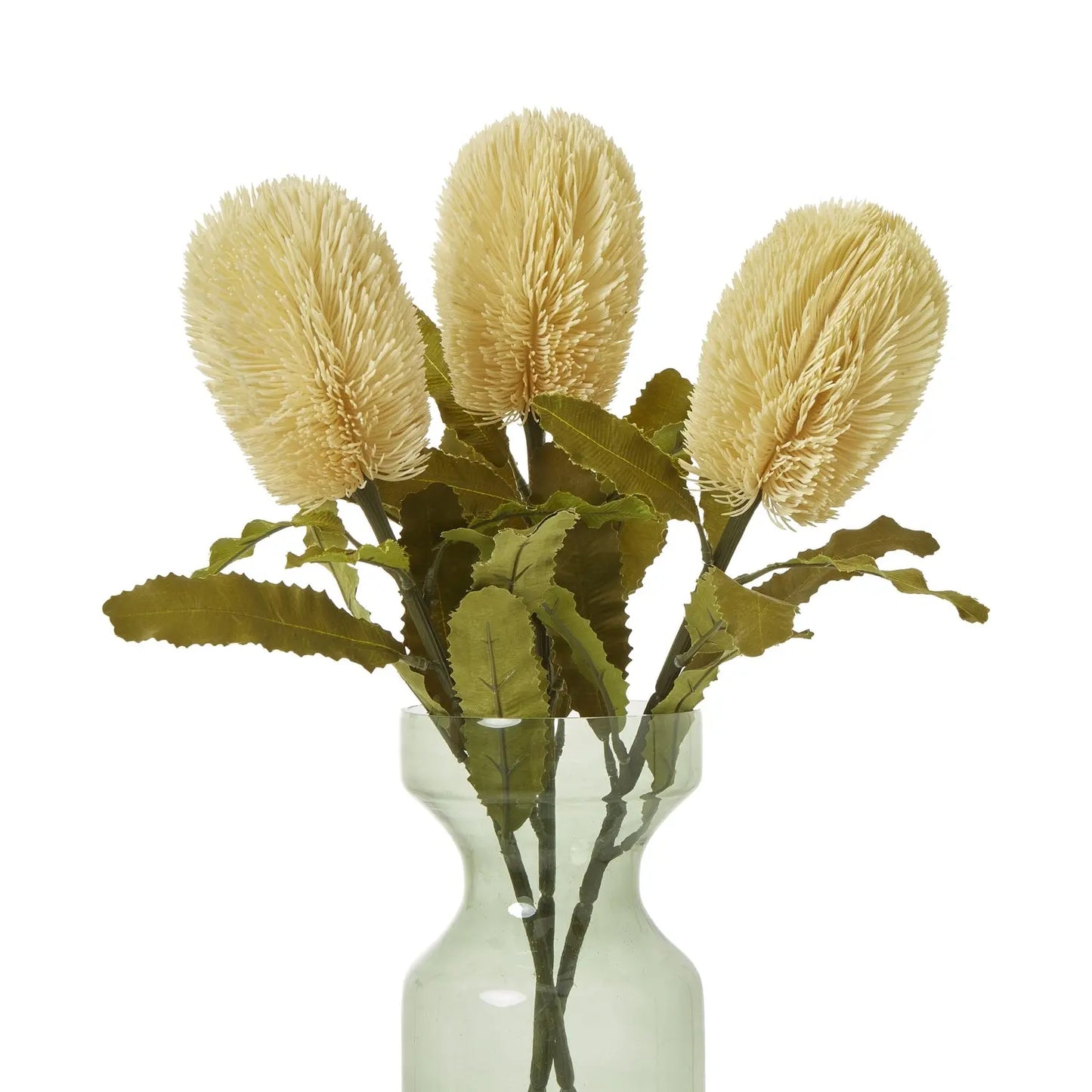 Large Cream Banksia Serrata Stem Makur Interior