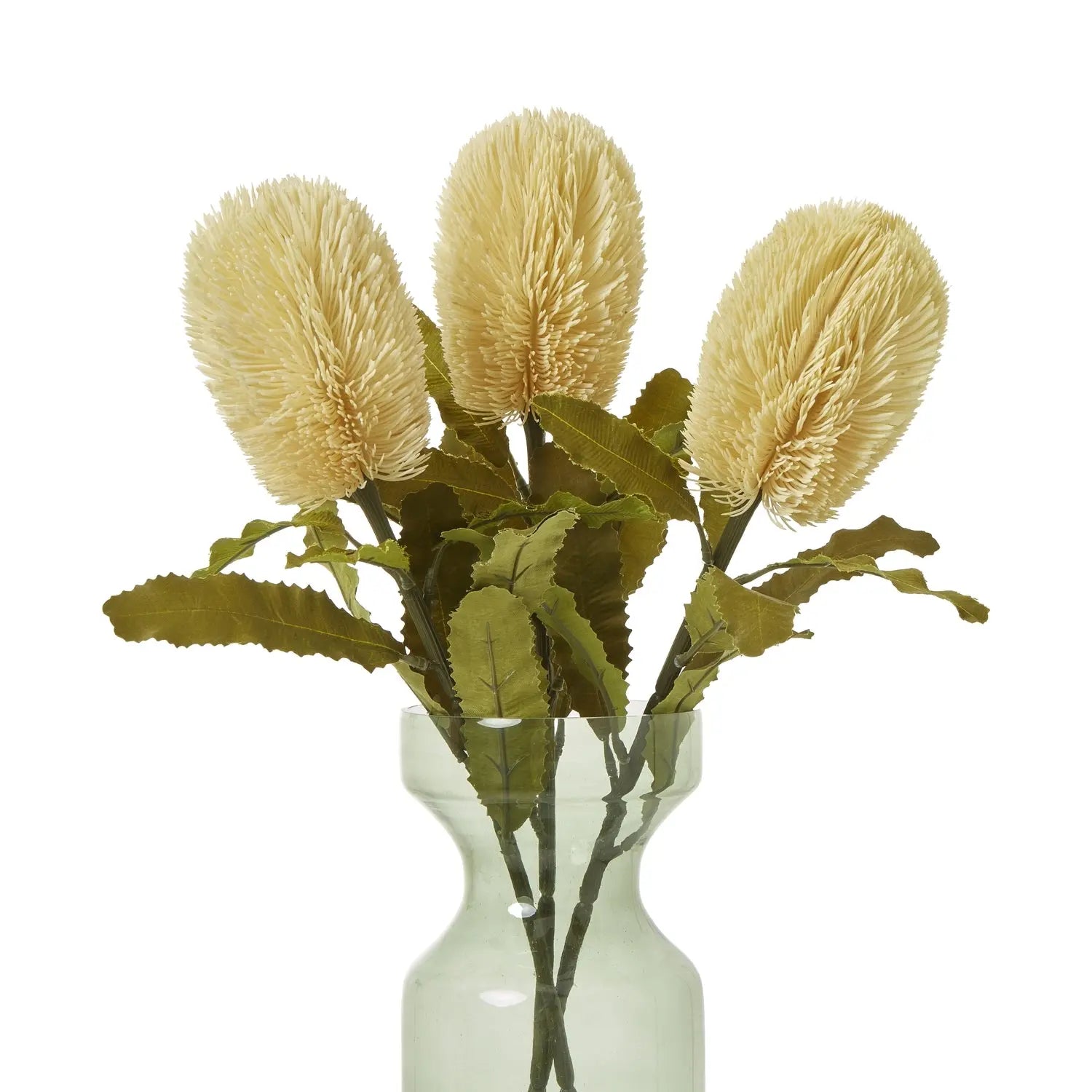 Large Cream Banksia Serrata Stem Makur Interior