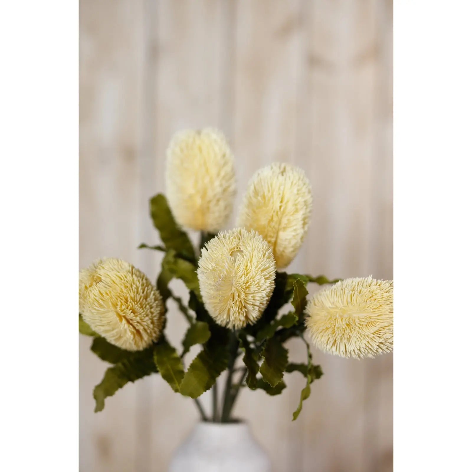 Large Cream Banksia Serrata Stem Makur Interior