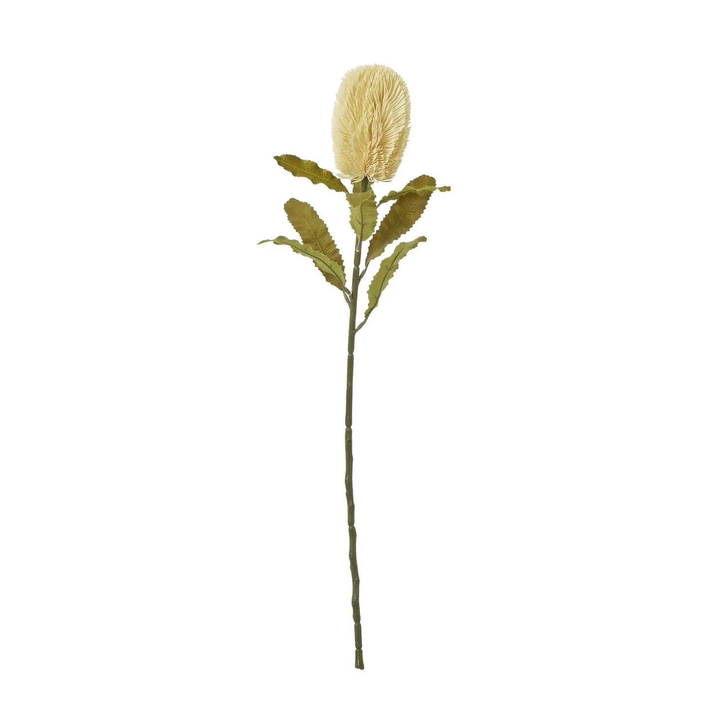 Large Cream Banksia Serrata Stem Makur Interior