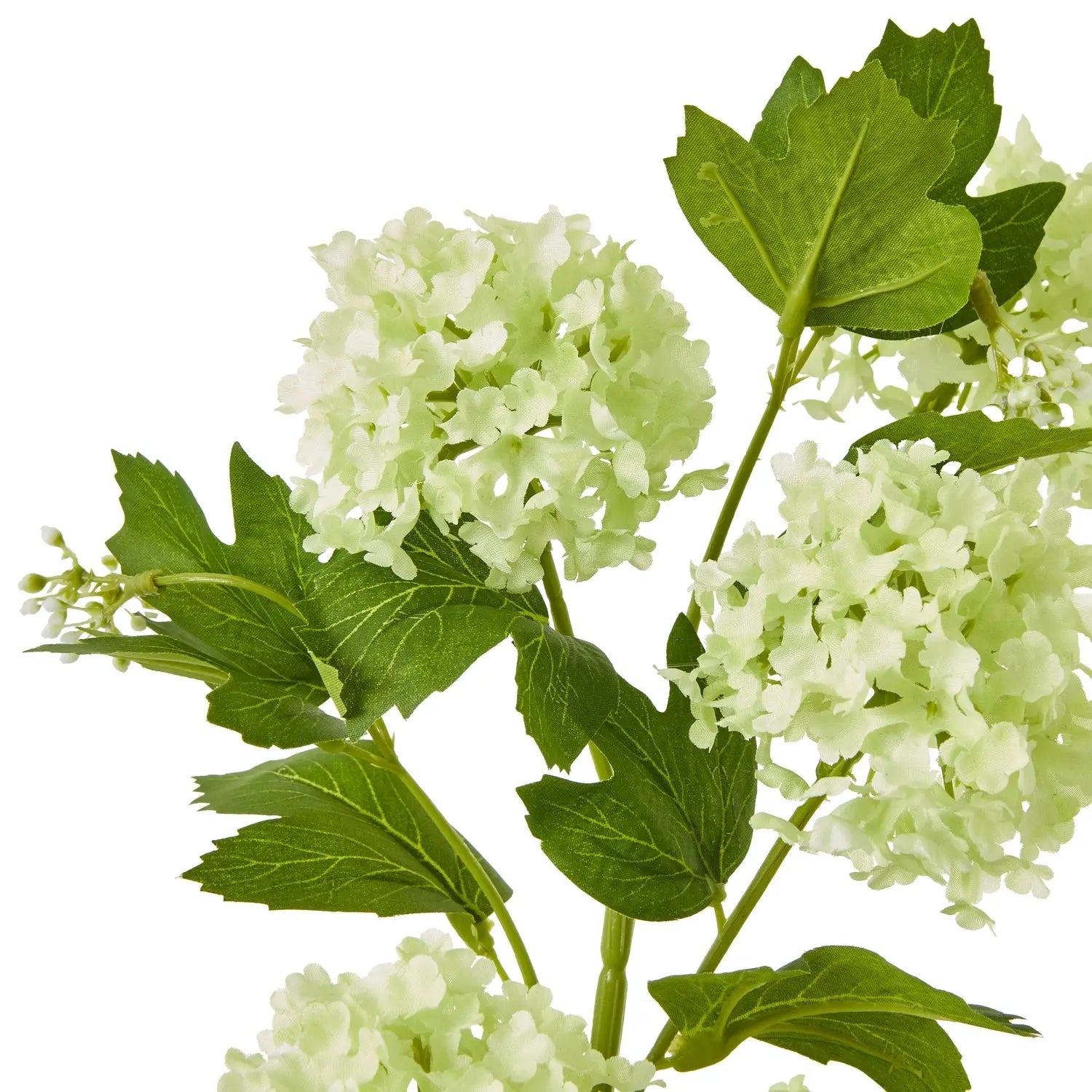 Green Snowball Viburnum Spray Makur Interior