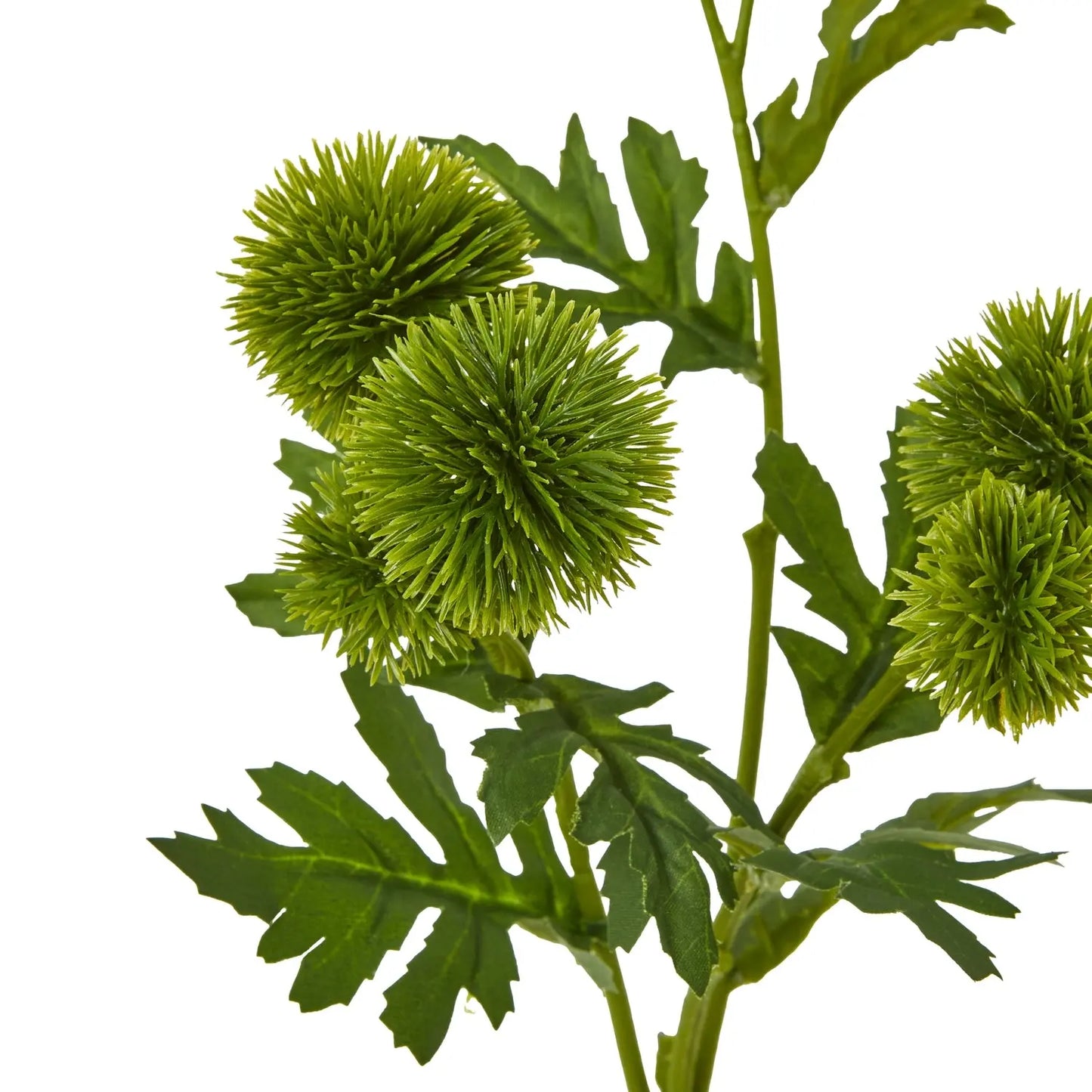 Green Globe Thistle Spray Makur Interior