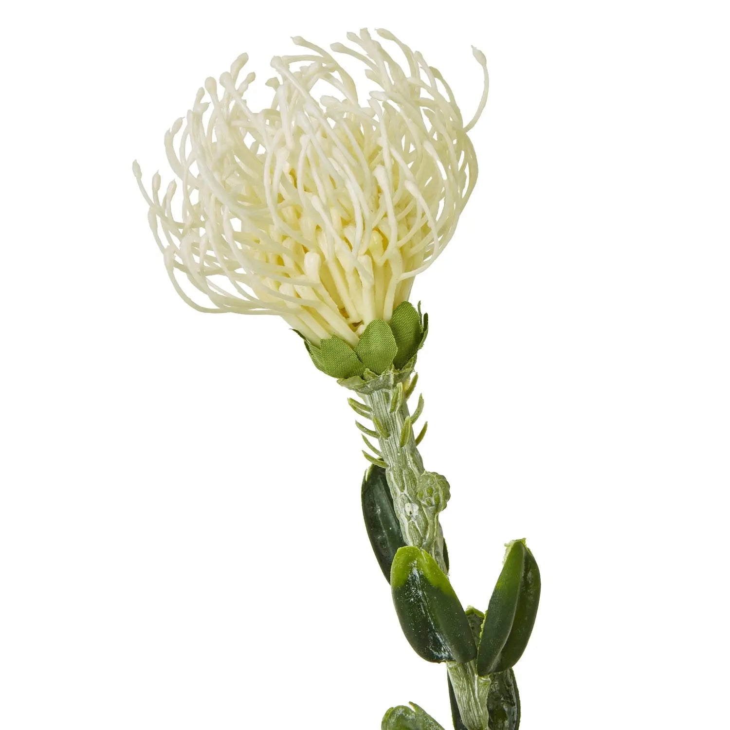 Cream Pincushion Protea Spray Makur Interior