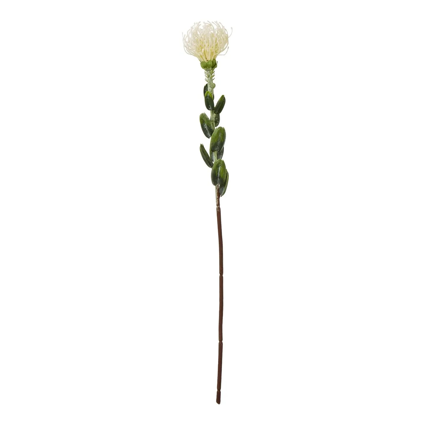 Cream Pincushion Protea Spray Makur Interior