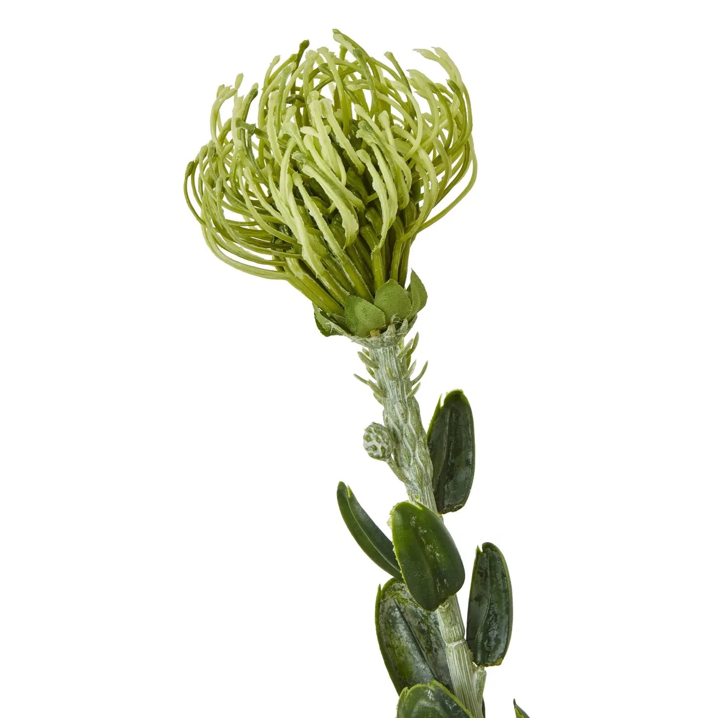 Green Pincushion Protea Spray Makur Interior