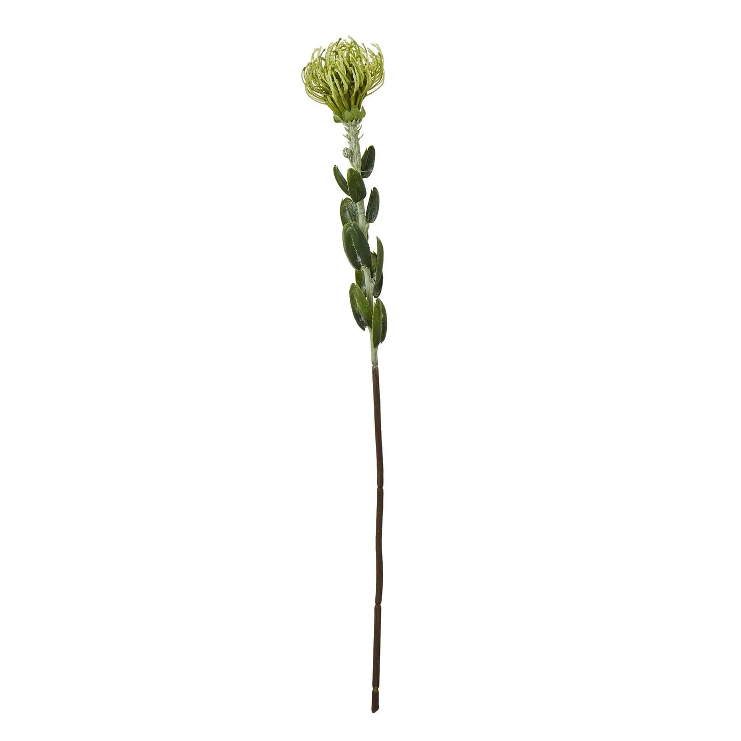 Green Pincushion Protea Spray Makur Interior