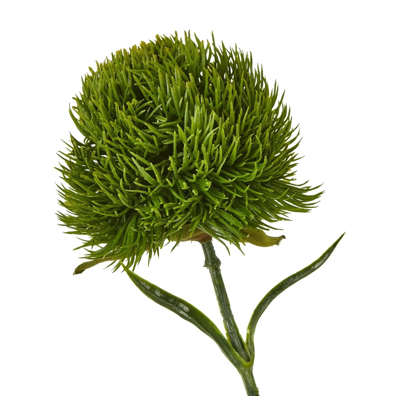 Dark Green Dianthus Stem Makur Interior