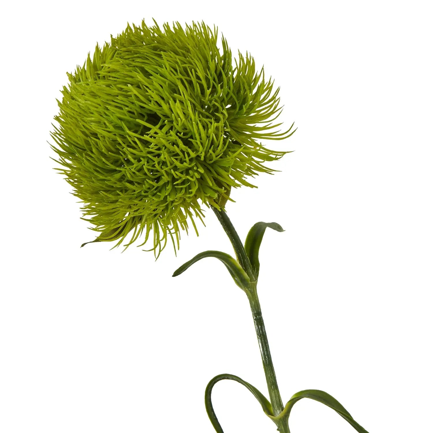 Light Green Dianthus Stem Makur Interior