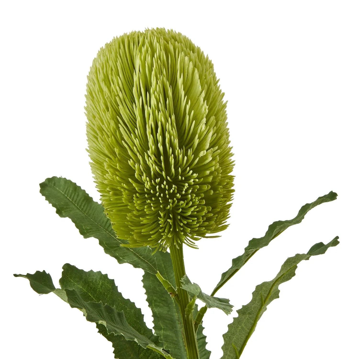 Large Green Banksia Serrata Stem Makur Interior