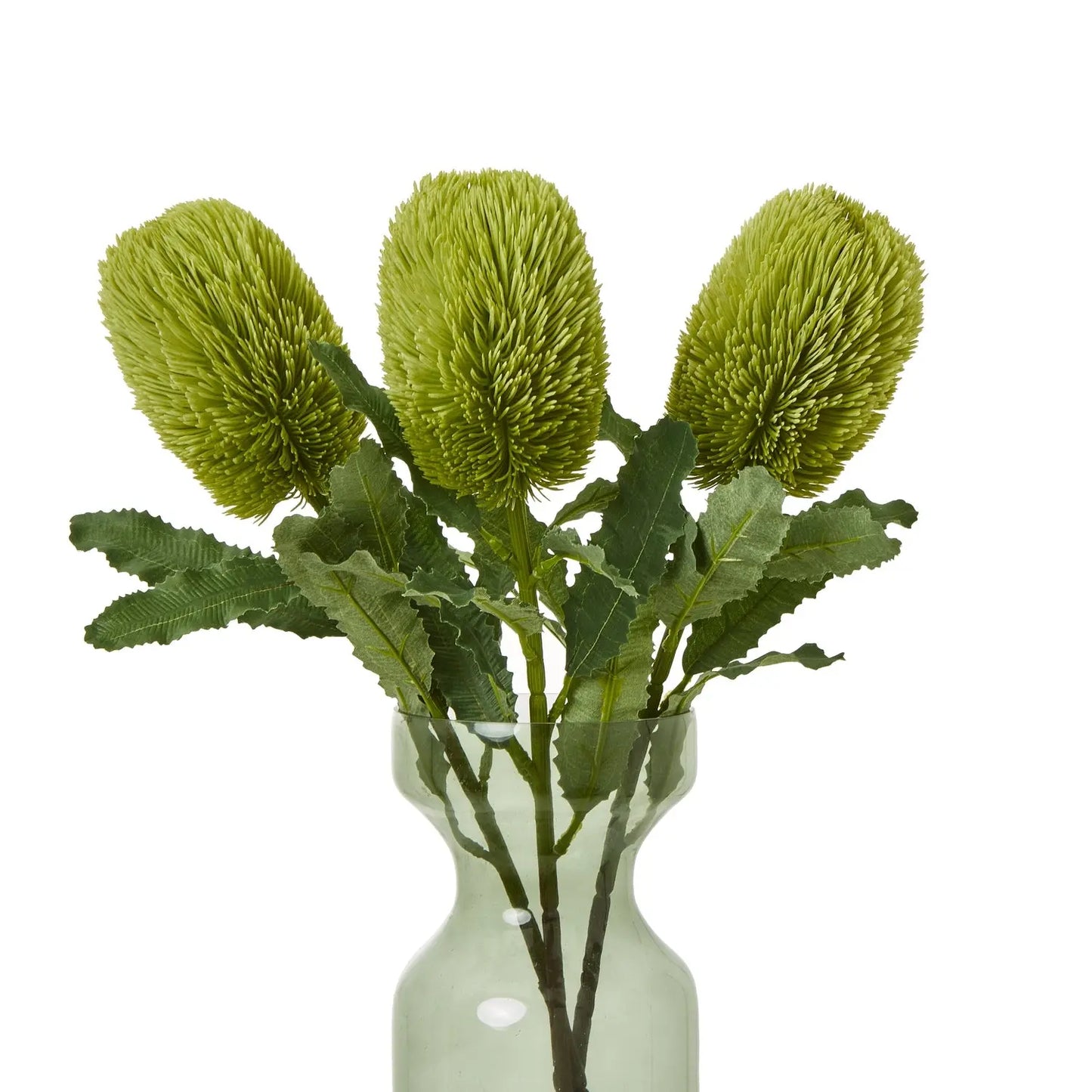 Large Green Banksia Serrata Stem Makur Interior