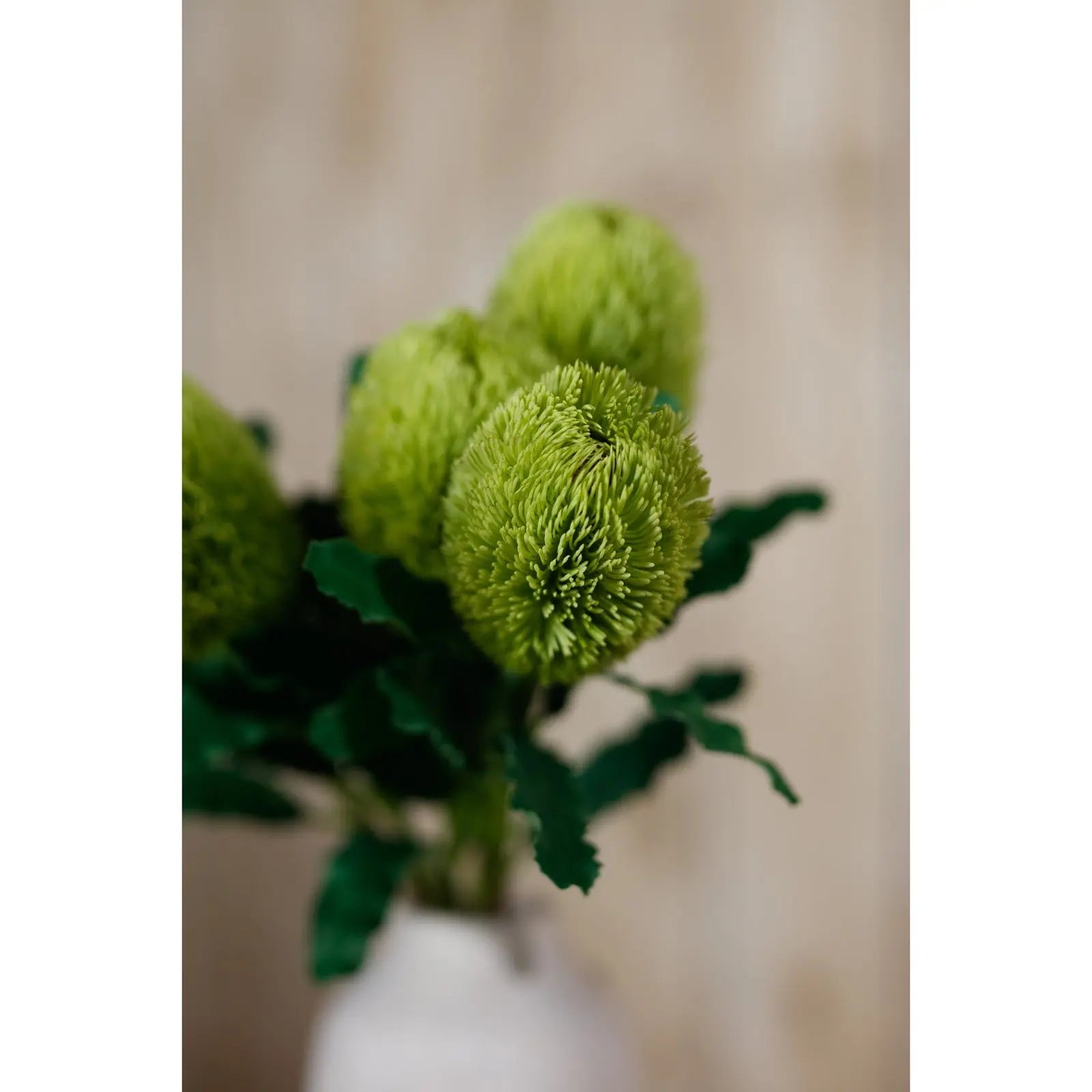 Large Green Banksia Serrata Stem Makur Interior