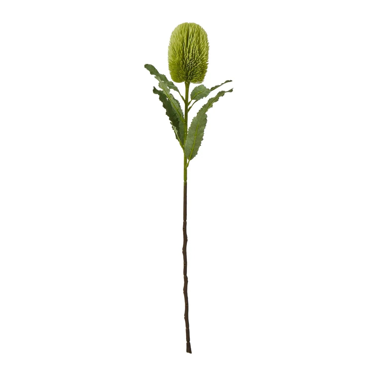 Large Green Banksia Serrata Stem Makur Interior