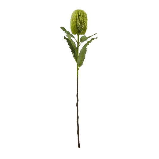 Large Green Banksia Serrata Stem Makur Interior