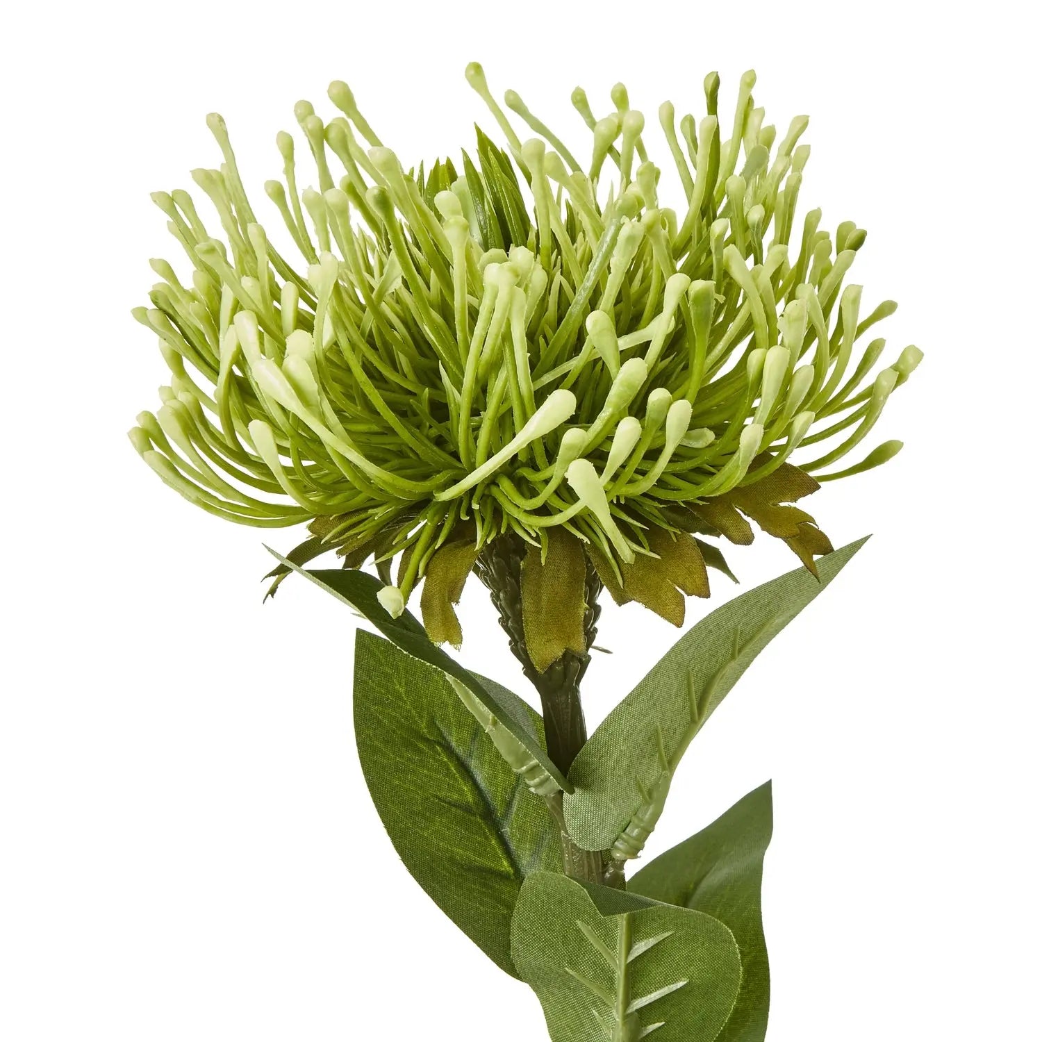 Green Protea Lorea Stem Makur Interior