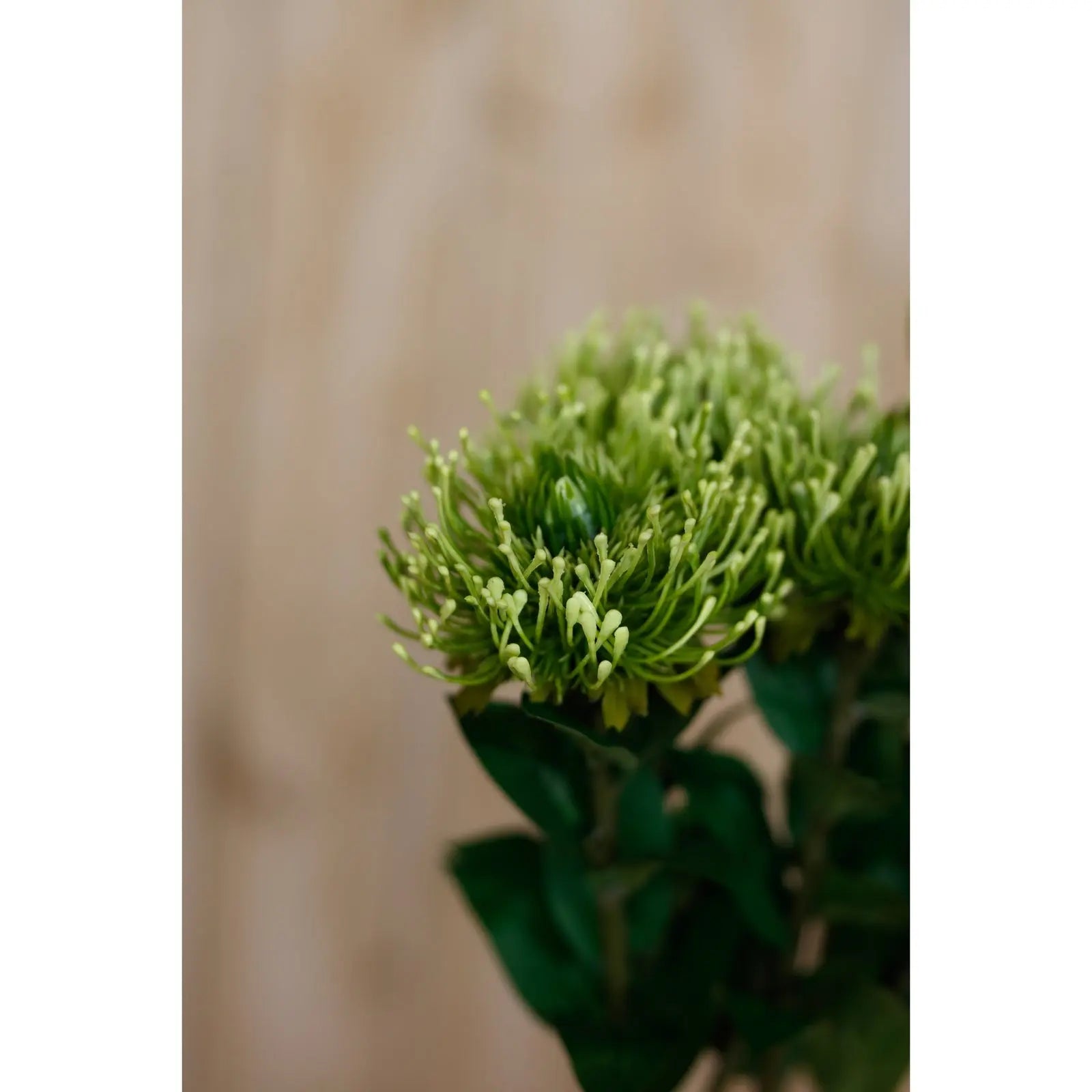 Green Protea Lorea Stem Makur Interior